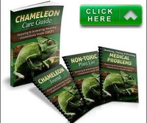 chameleon-care-guide-manual-pdf (1)